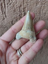 Fossili * DENTE DI SQUALO