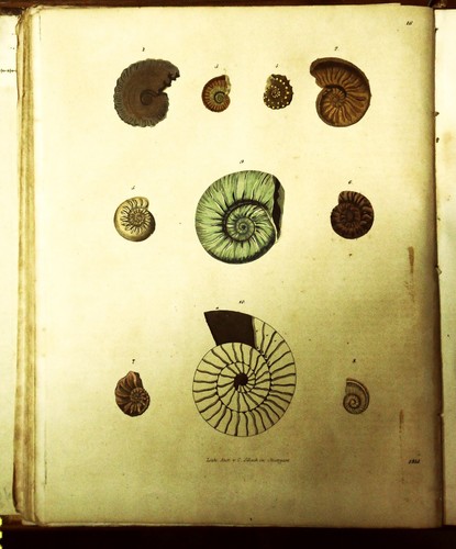 1843 color - 1843,