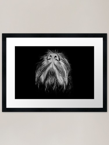 Poster italiano spinone naso - poster,