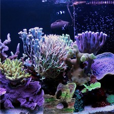  Pesciera Decorazioni Paesaggistiche Astuccio Rettili Acquario Rocce Grande