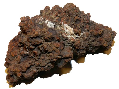 Coprolite fossile feci - coprolite,