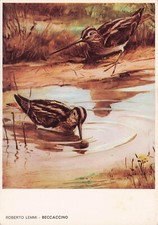 25-3B) CARTOLINA ROBERTO LEMMI BECCACCINO EDITORIALE OLIMPIA FIRENZE N 6