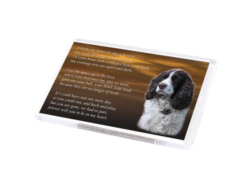 Springer spaniel dog - springer,