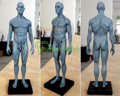 30cm altezza modello - , anatomico