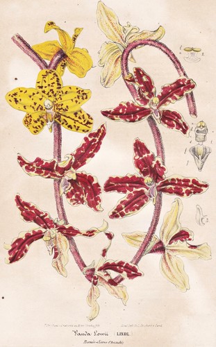Vanda lowii orchidea borneo - lowii,