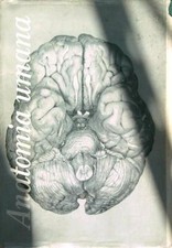 TRATTATO DI ANATOMIA UMANA VOLUME 2 BAIRATI A. MINERVA MEDICA 1970 