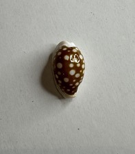 Conchiglia Shell CYPRAEA