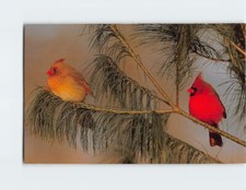 Cartolina Cardinale del Nord