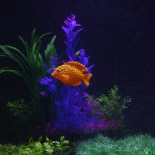  4 Pcs Acquario Finto Pesci