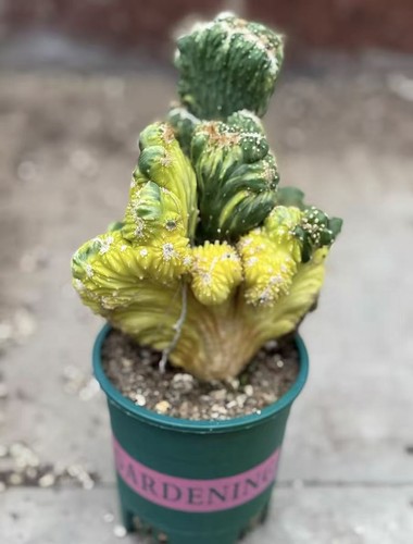 1pz pianta cactus - pianta, di