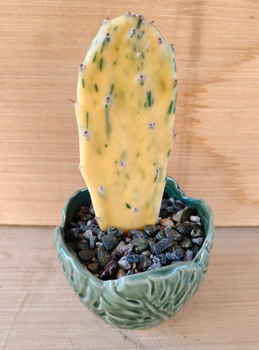 Opuntia sunburst variegata - opuntia,