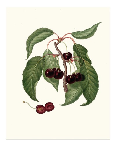 Poster vintage botanico
