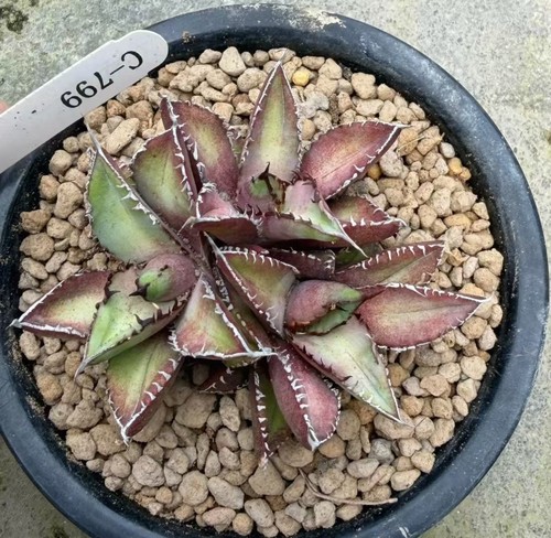 Agave titanota snorlax - titanota, 'snorlax“