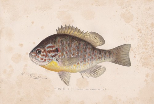 Stampa pesce antica - , originale