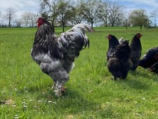 10 (no) UOVA DA COVA BRAHMA