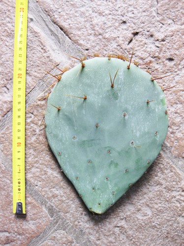 Opuntia tardospina - , pala)