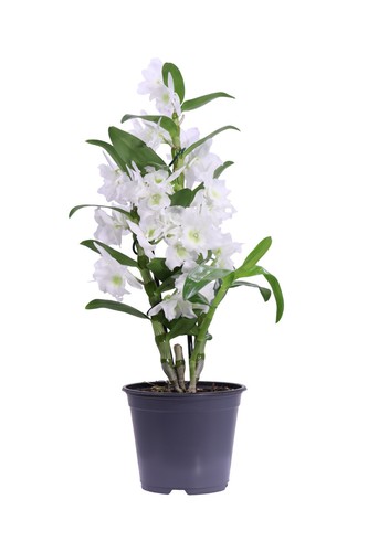 Pianta vera orchidea - pianta, di
