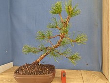 bonsai di pino pentaphilla h