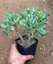 CRASSULA ARBORESCENS - PIANTA