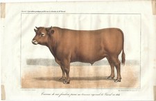 Stampa antica TORO razza