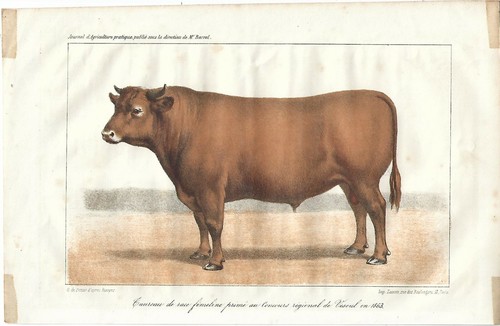 Stampa antica toro - stampa,