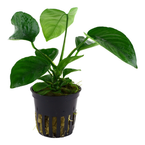 Anubias barteri var