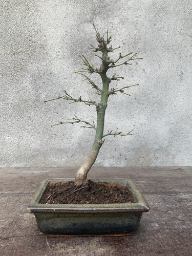 Bonsai acero palmato - di,