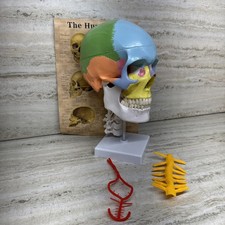 Cervello cranio umano colorato