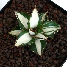 Agave titanota cv SQUALO BIANCO (mediopicta variegato) -