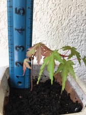 Six 3” -4” Pre Bonsai