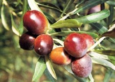 Pianta di ulivo Carolea foto