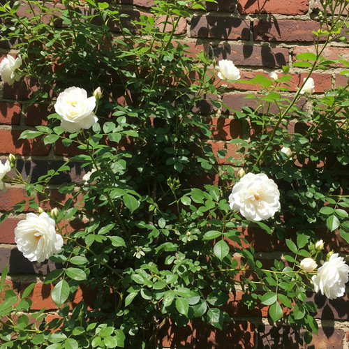 Rosa rampicante bianca - rampicante, –