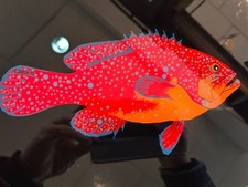 merou sur plaque de verre par