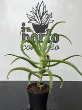 Pianta di Aloe Arborescens da