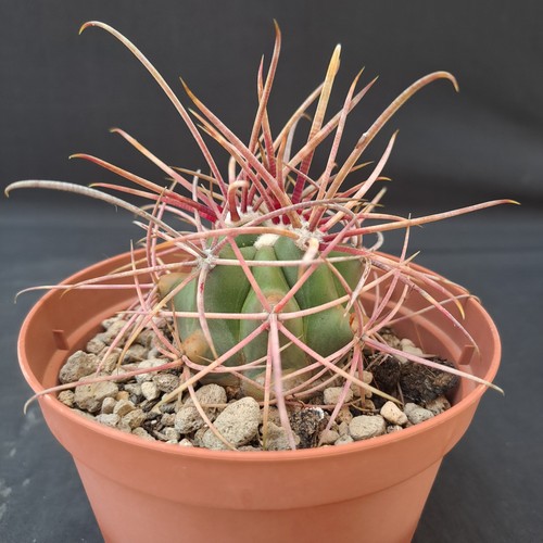 Ferocactus acanthodes - , f