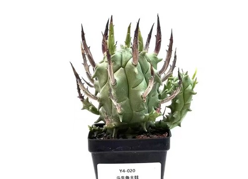 Vendita rara pianta cactus