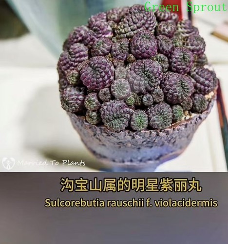 Multitesta sulcorebutia - multitesta,