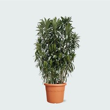 Oleandro a cespuglio "Nerium