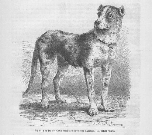 Danese alano cane - danese, dane