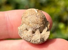 Oklahoma Fossil Goniatite