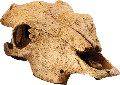 Teschio nascondiglio per - nascondiglio,