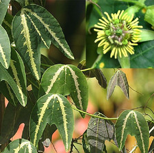 10 semi di Passiflora