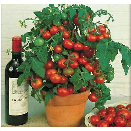 Pomodoro ciliegino nano - ciliegino,