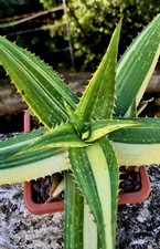 Aloe Saponaria Variegata