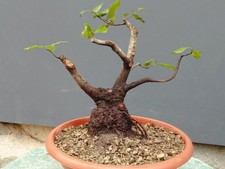 Pre-Bonsai Di Leccio 30x13cm