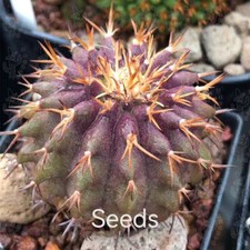 Semi Uebelmannia Buininingii 5/10 pezzi