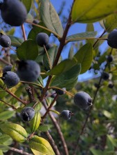 100 bacche biologiche di mirto fresco di Sardegna