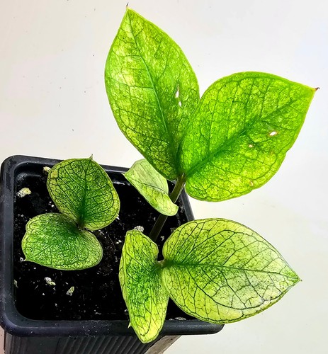 Zamioculcas zamiifolia - zamioculcas,