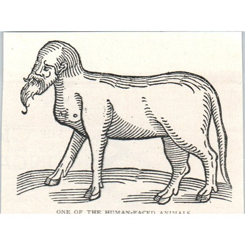 Uno degli animali dal volto