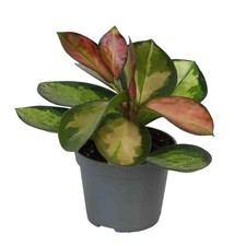 Hoya carnosa tricolor Planta